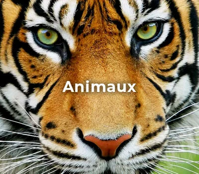 Animaux