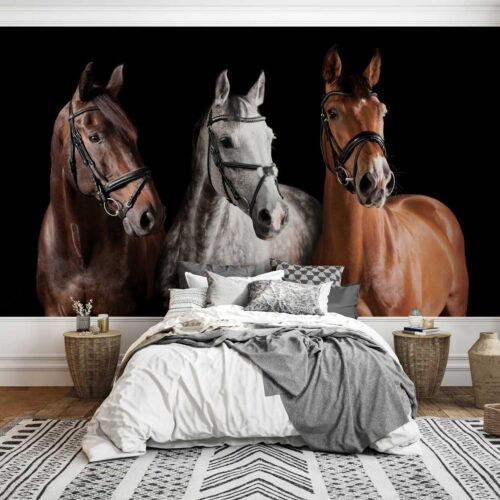 Animals, horses, mural, white, brown, stallion, gray, mustang, black, wallpaper, peel and stick